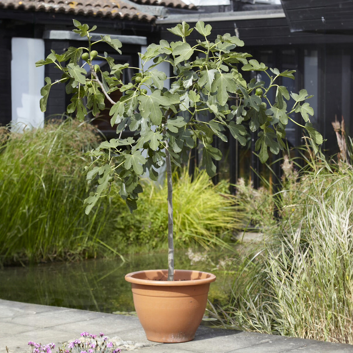 Ficus carica Brown Turkey - Vijgenboom op stam - Vijgenbomen