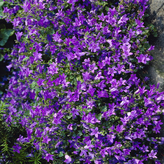 Muurtklokje - Bakker