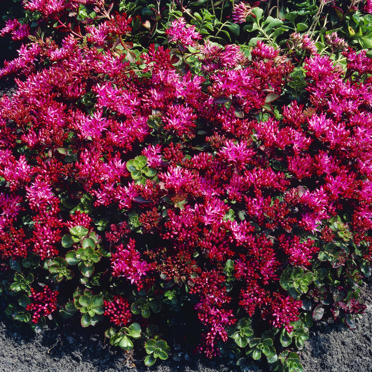 Rode muurpeper 'Schorbuser Blut' - Sedum spurium Schorbuser Blut - Bakker