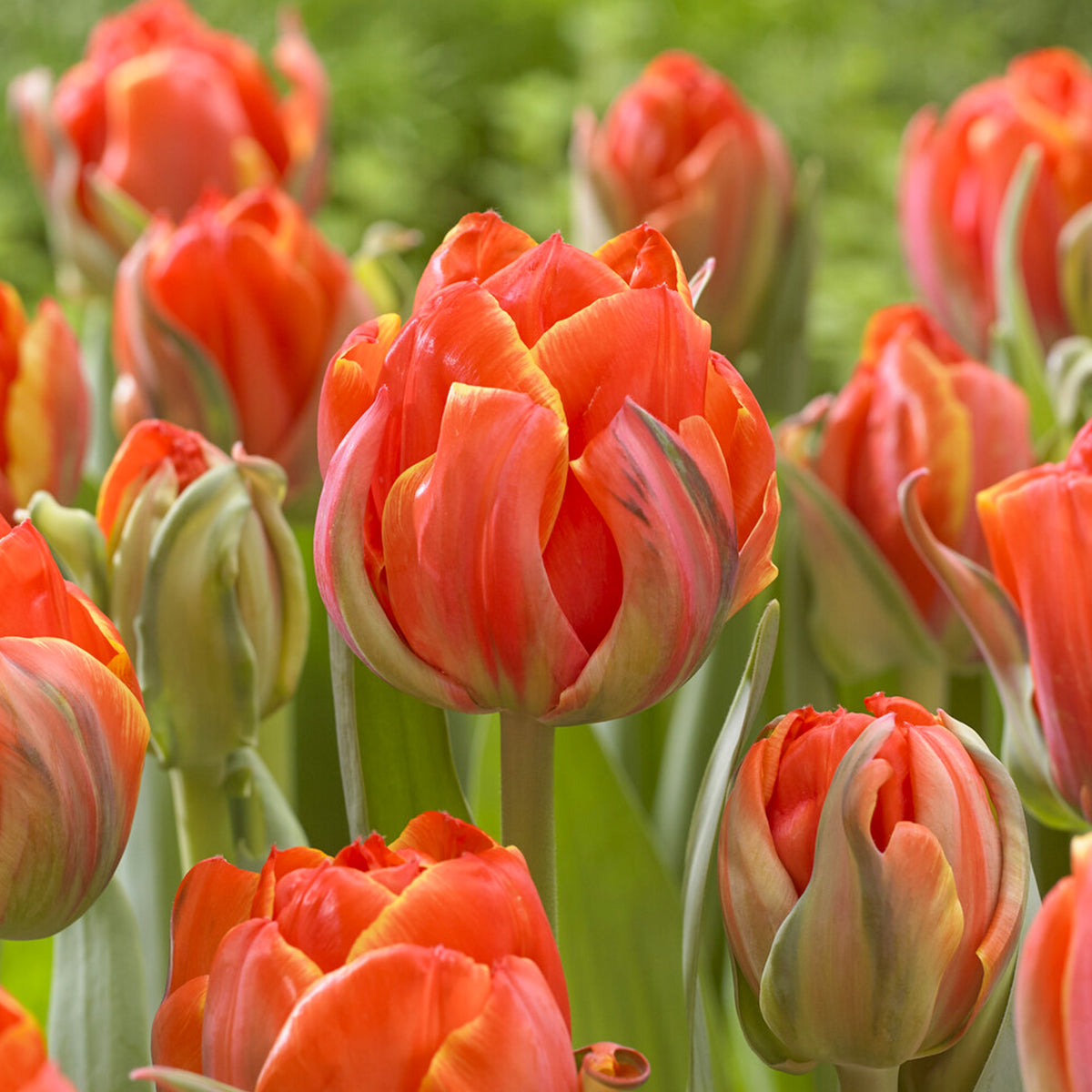 7 Dubbele late tulpen Queensday - Tulipa double late Queensday - Bakker