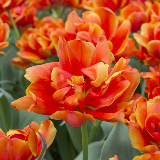 7 Dubbele late tulpen Queensday - Bakker