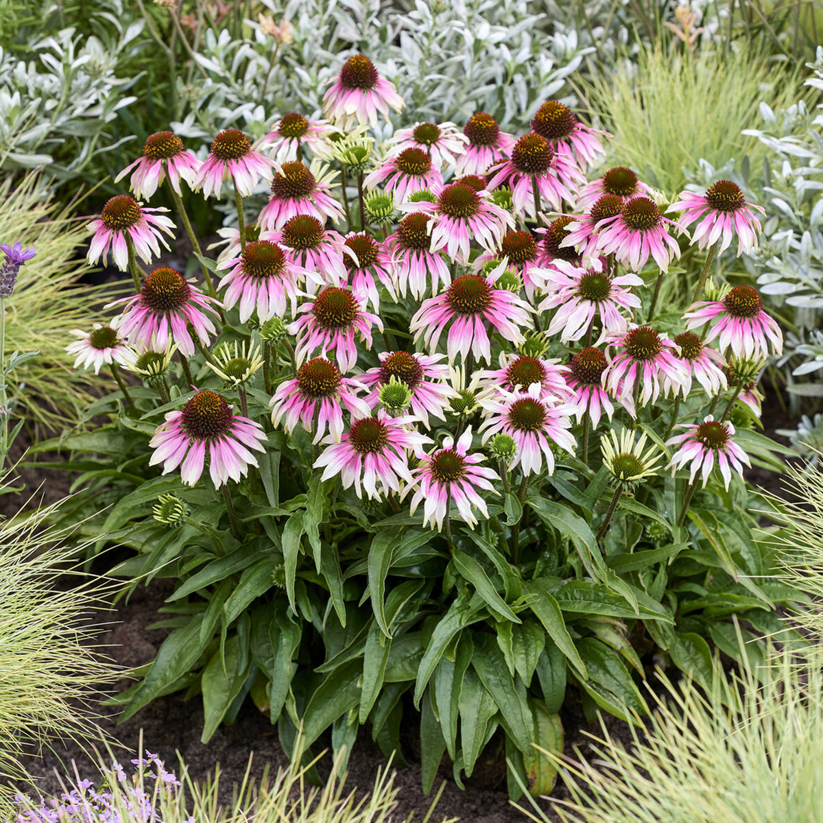 Zonnehoed ' Special White Purple' - echinacea special withe purple - Bakker
