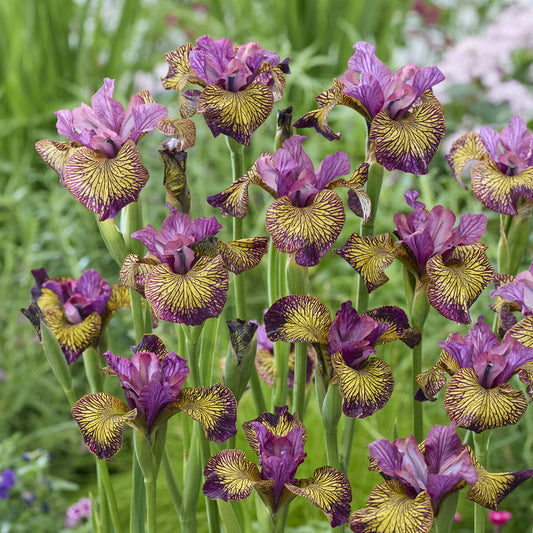 Siberische Lis 'Juniper Leigh' - Bakker