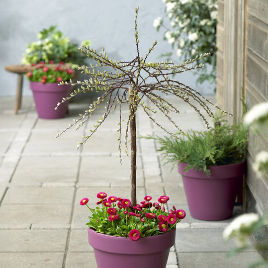 Kruipwilg op stam met gele katjes - Bakker