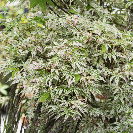 Japanse esdoorn Ukigumo - Bakker