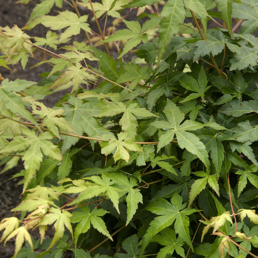 Japanse esdoorn Bi hoo - Bakker