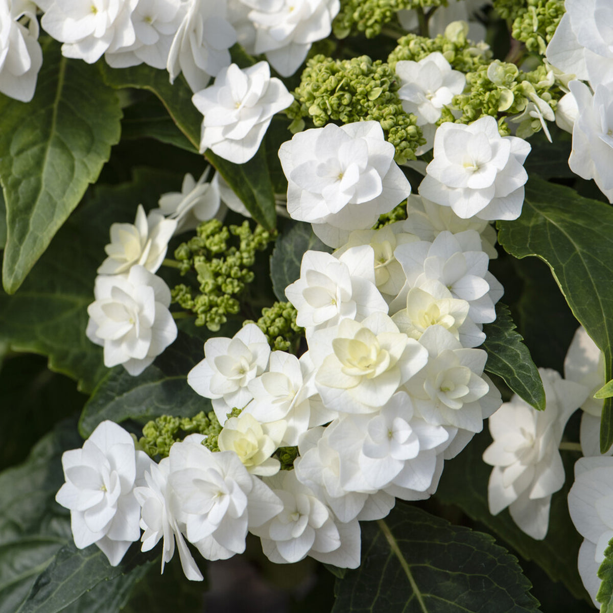 Hortensia Doppio Bianco - Bakker