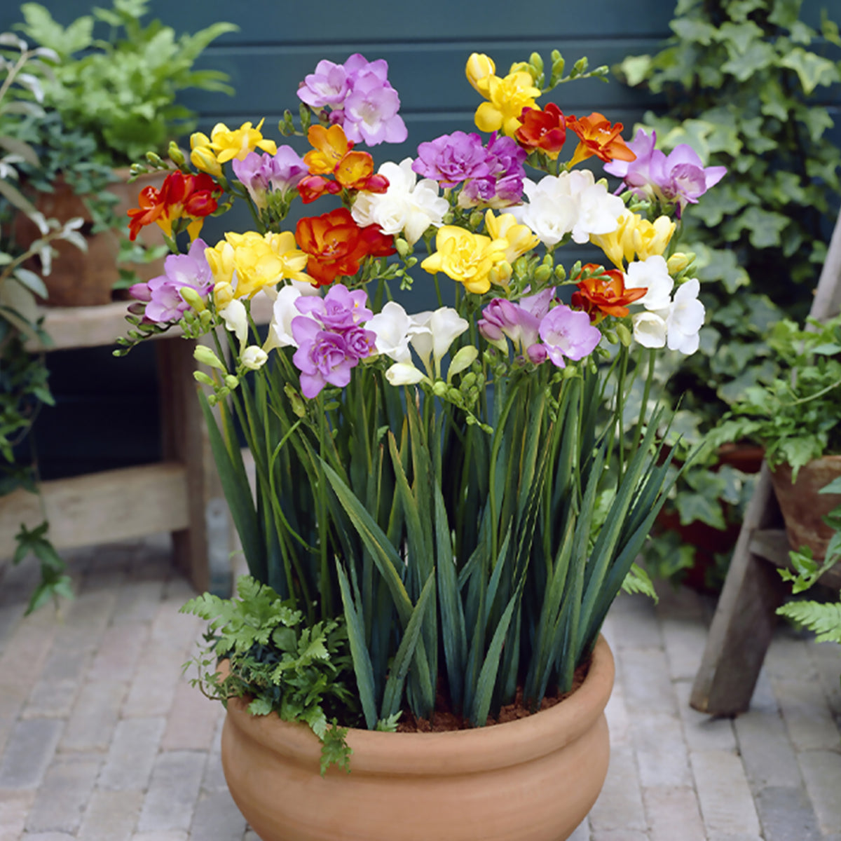 Freesia - Dubbelbloemige Freesia Mix (x25) - Freesia