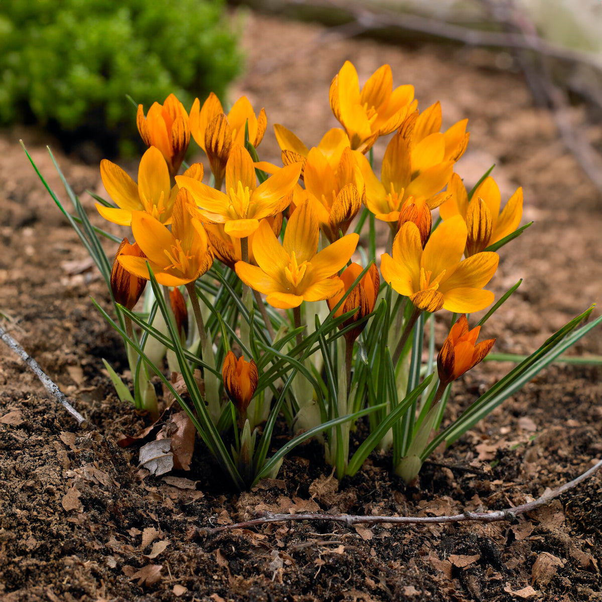 Crocus chrysanthus orange monarch - Krokus 'Orange Monarch' (x15) - Krokus