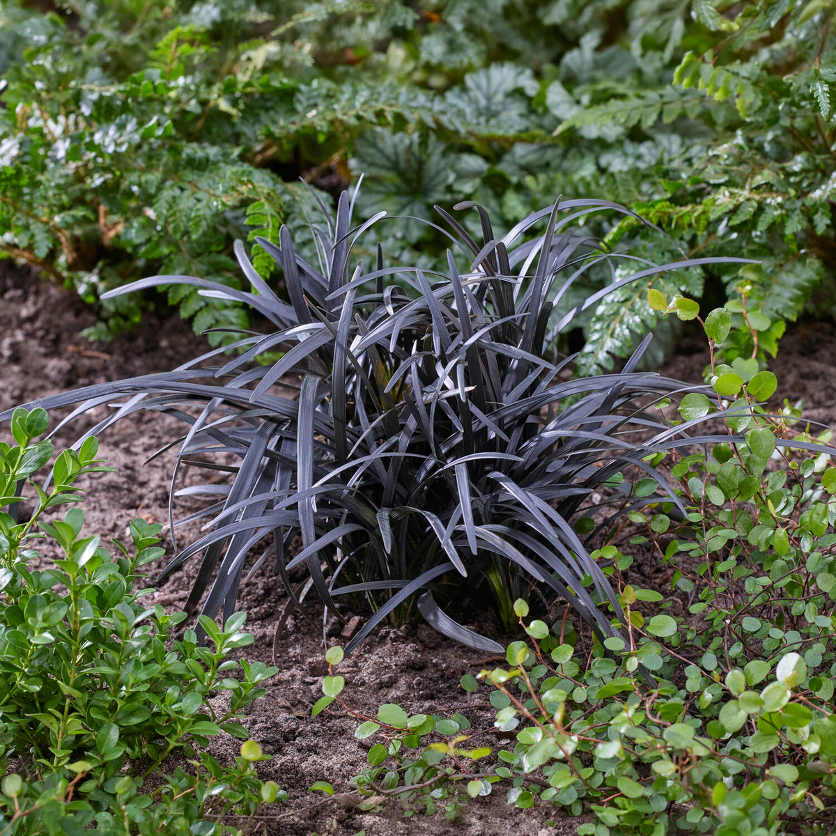 Ophiopogon planiscapus Nigrescens - Slangenbaard 'Nigrescens' - Bodembedekkers