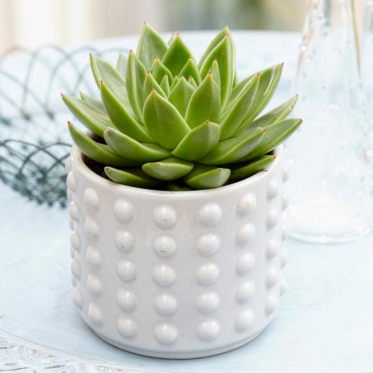 Echeveria - Echeveria agavoides - Bakker
