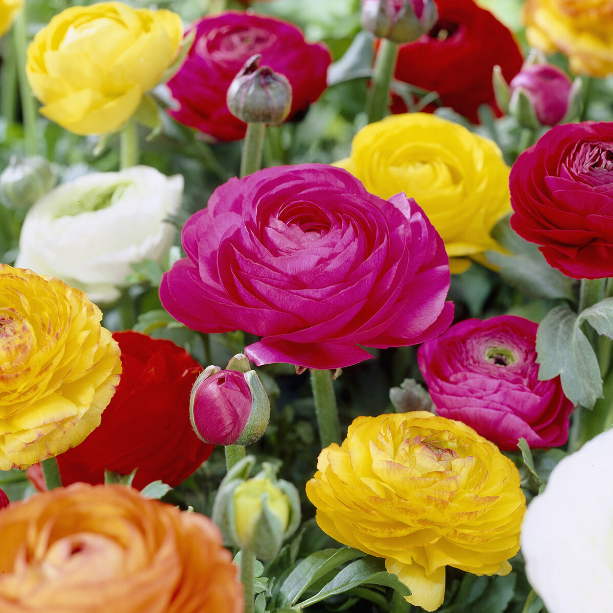 Ranonkel Mix - Ranunculus asiaticus - Bakker