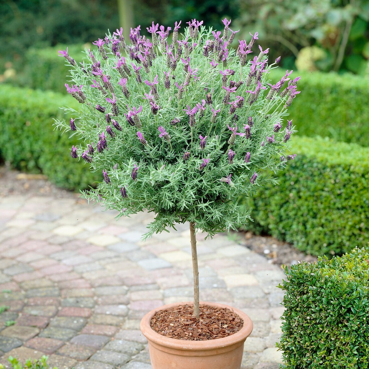 Lavandula stoechas - Kuiflavendel - Lavendel
