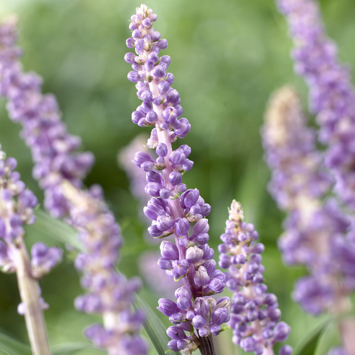 Liriope muscari Ingwersen - Leliegras 'Ingwersen' - Liriope