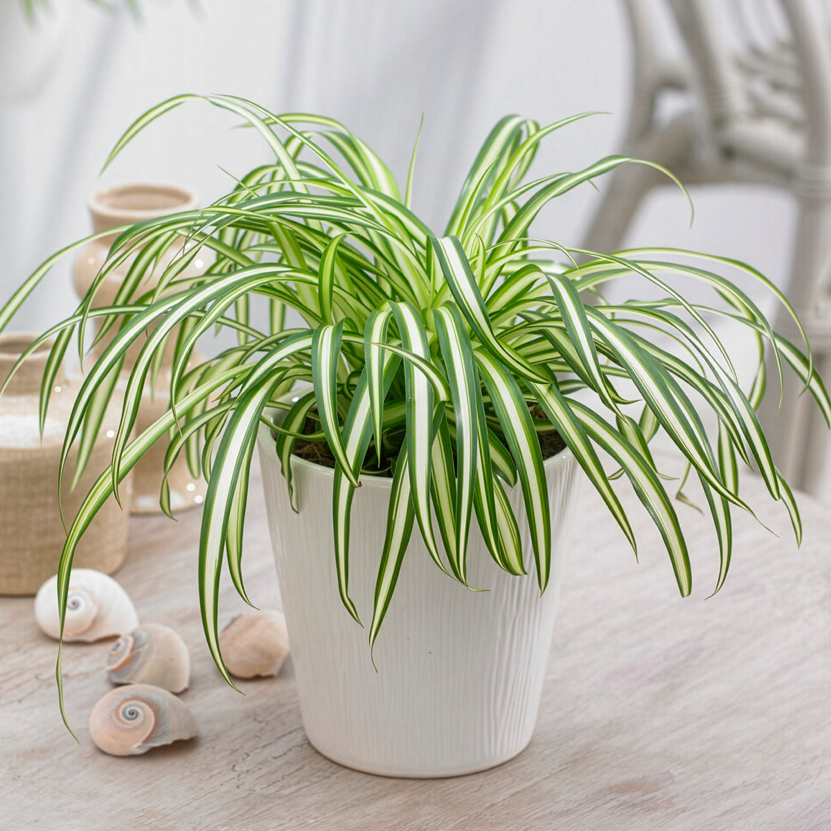 Graslelie 'Atlantic'