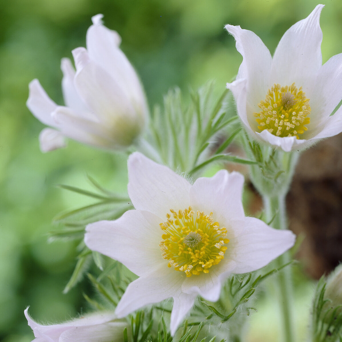 Wildemanskruid 'Alba' - Pulsatilla vulgaris alba - Bakker