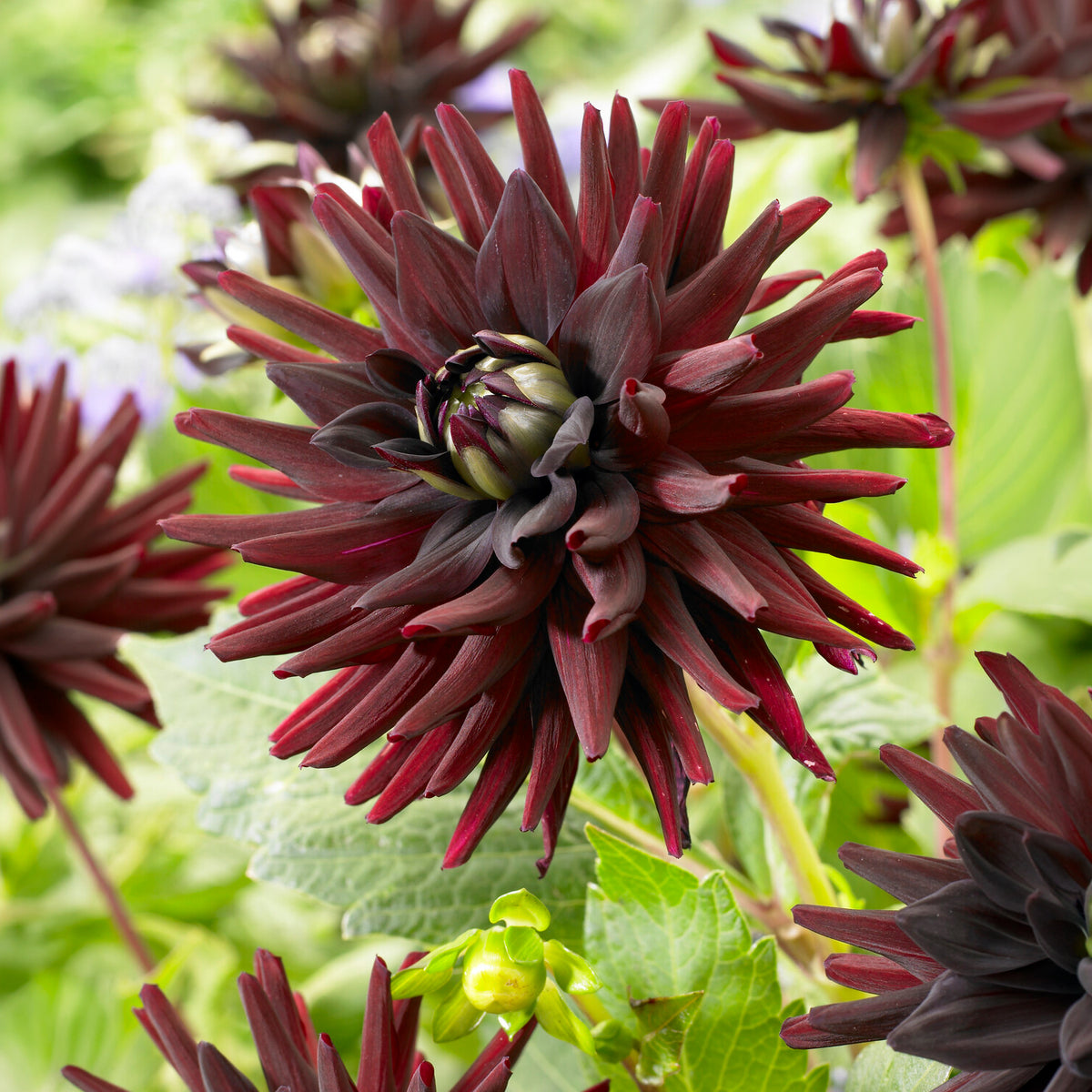 Dahlia 'Tamburo' (x3) - Bakker