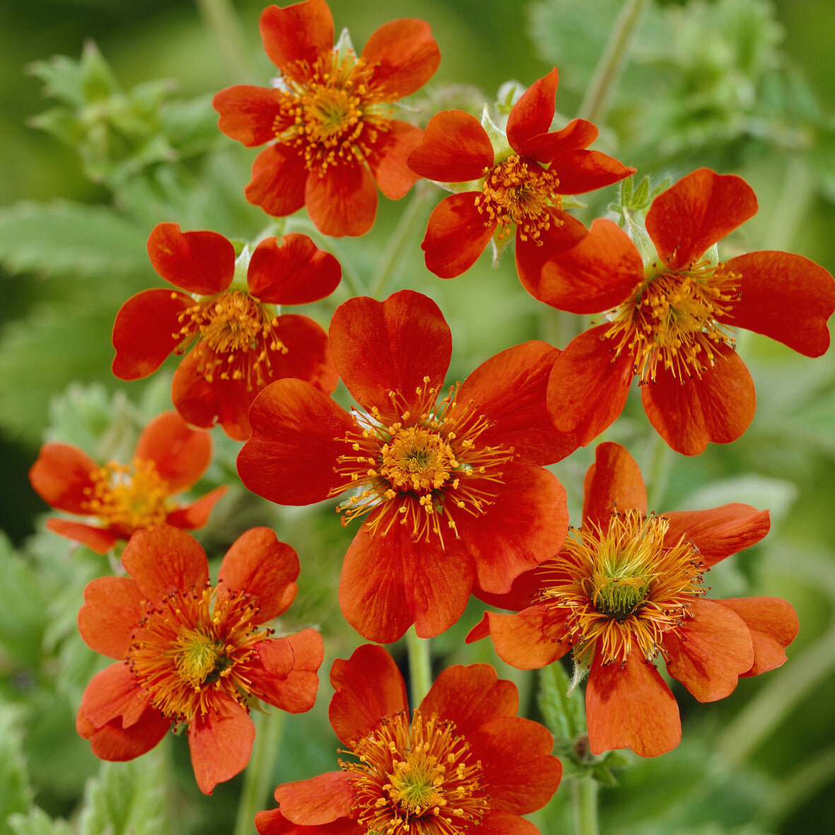 Nagelkruid 'Borisii' - Geum coccineum Borisii - Bakker