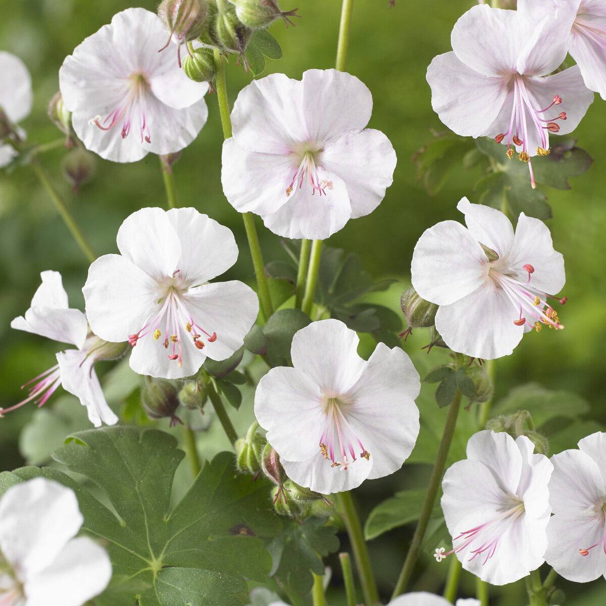 Geraniums - Geranium 'Biokovo' - Geranium cantabrigiense Biokovo