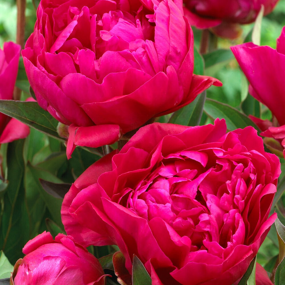 Pioenroos 'Karl Rosenfield'