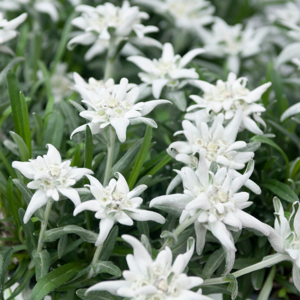 Edelweiss - Bakker
