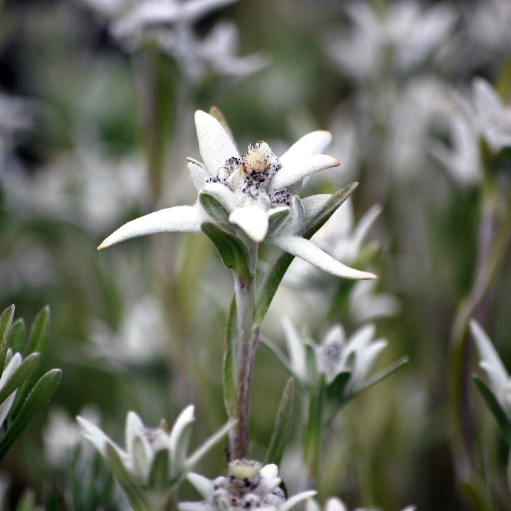 Edelweiss - Leontopodium alpinum - Bakker