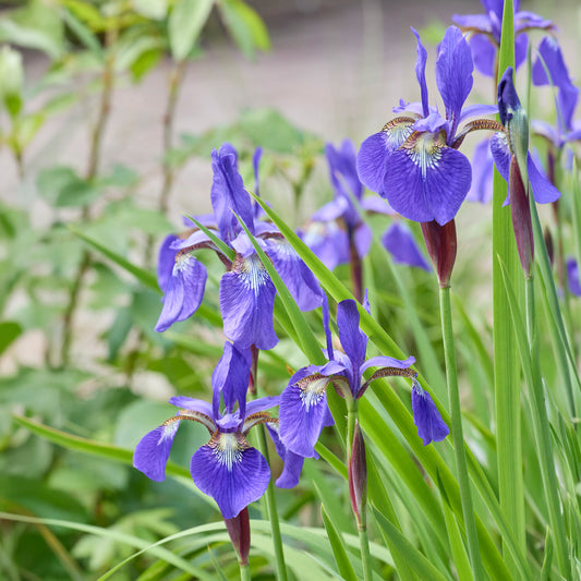 Siberische iris - Bakker