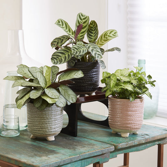 Kamerplanten met mooie bladtekening Mix (x3) - Bakker