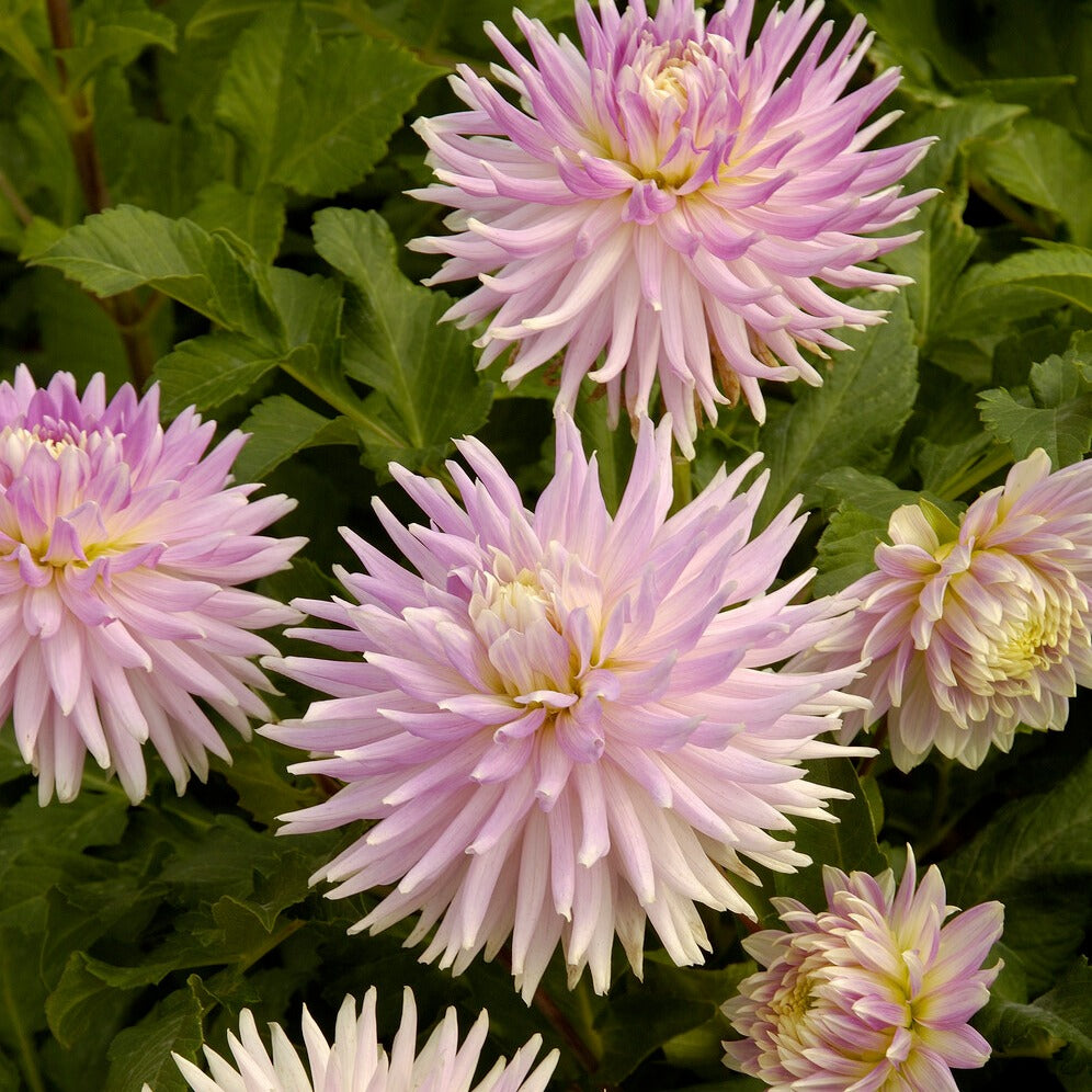 Dahlia - Dahlia - Mix (x5) - Dahlia 'Manhattan Island', 'Summerflame', 'Kiev'