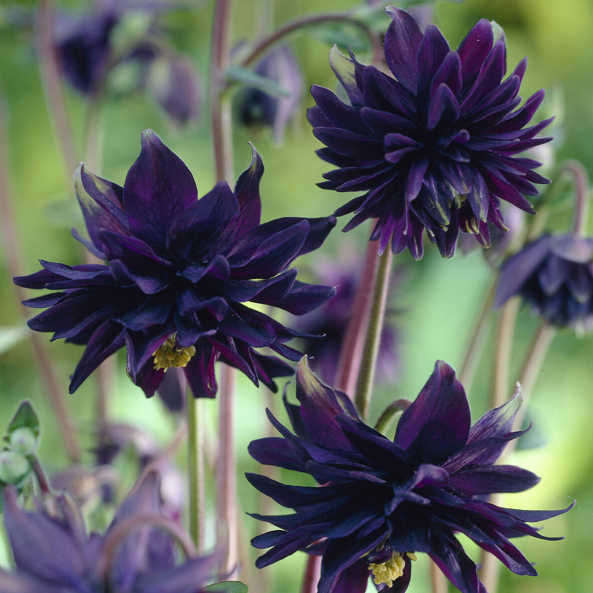 Akelei 'Black Barlow' - Akelei - Bakker