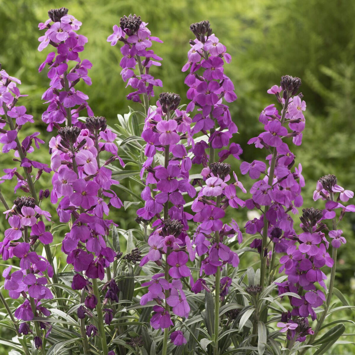 Vaste planten - Muurbloem 'Bowles Mauve' - Erysimum linifolium Bowles Mauve