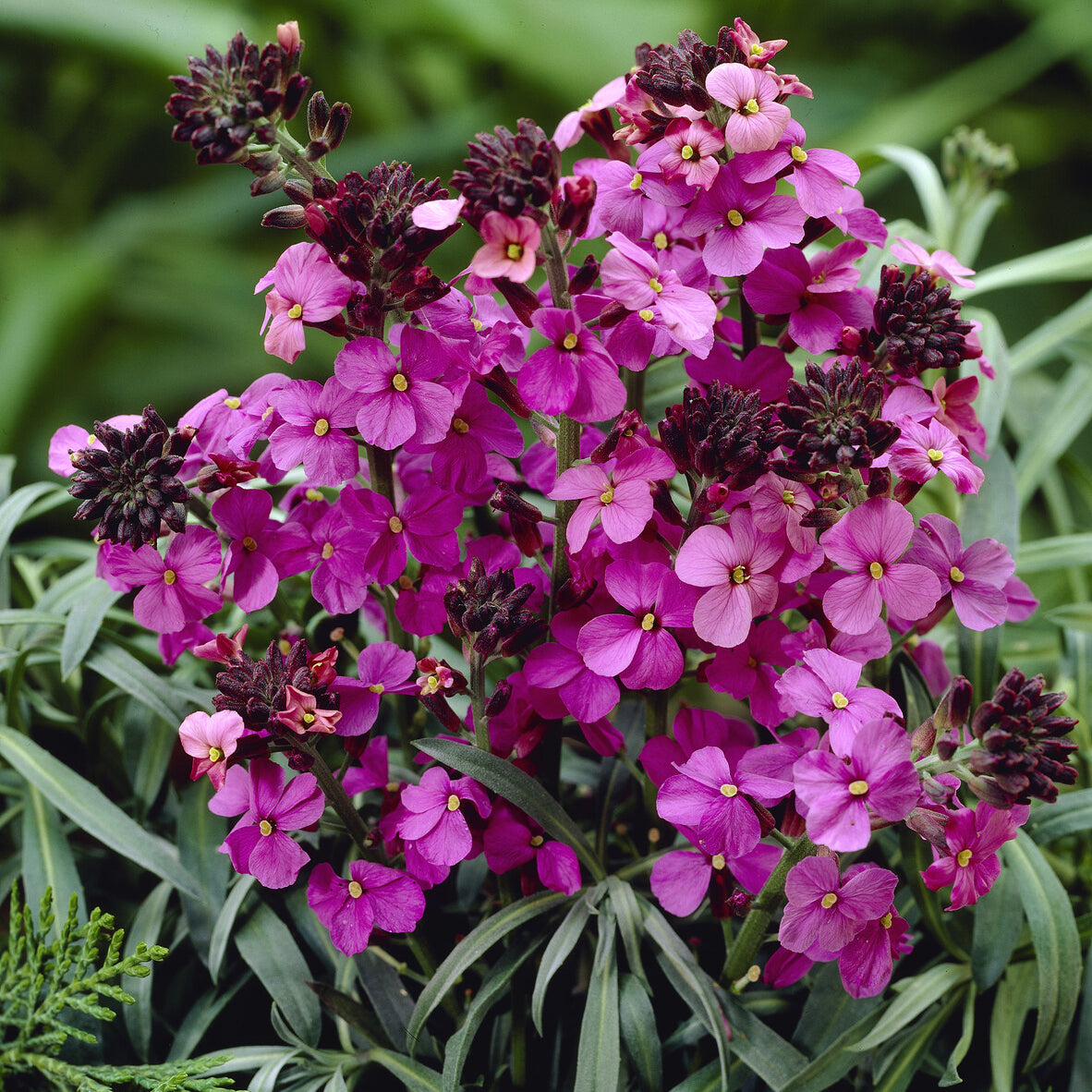 Muurbloem 'Bowles Mauve' - Erysimum linifolium Bowles Mauve - Bakker