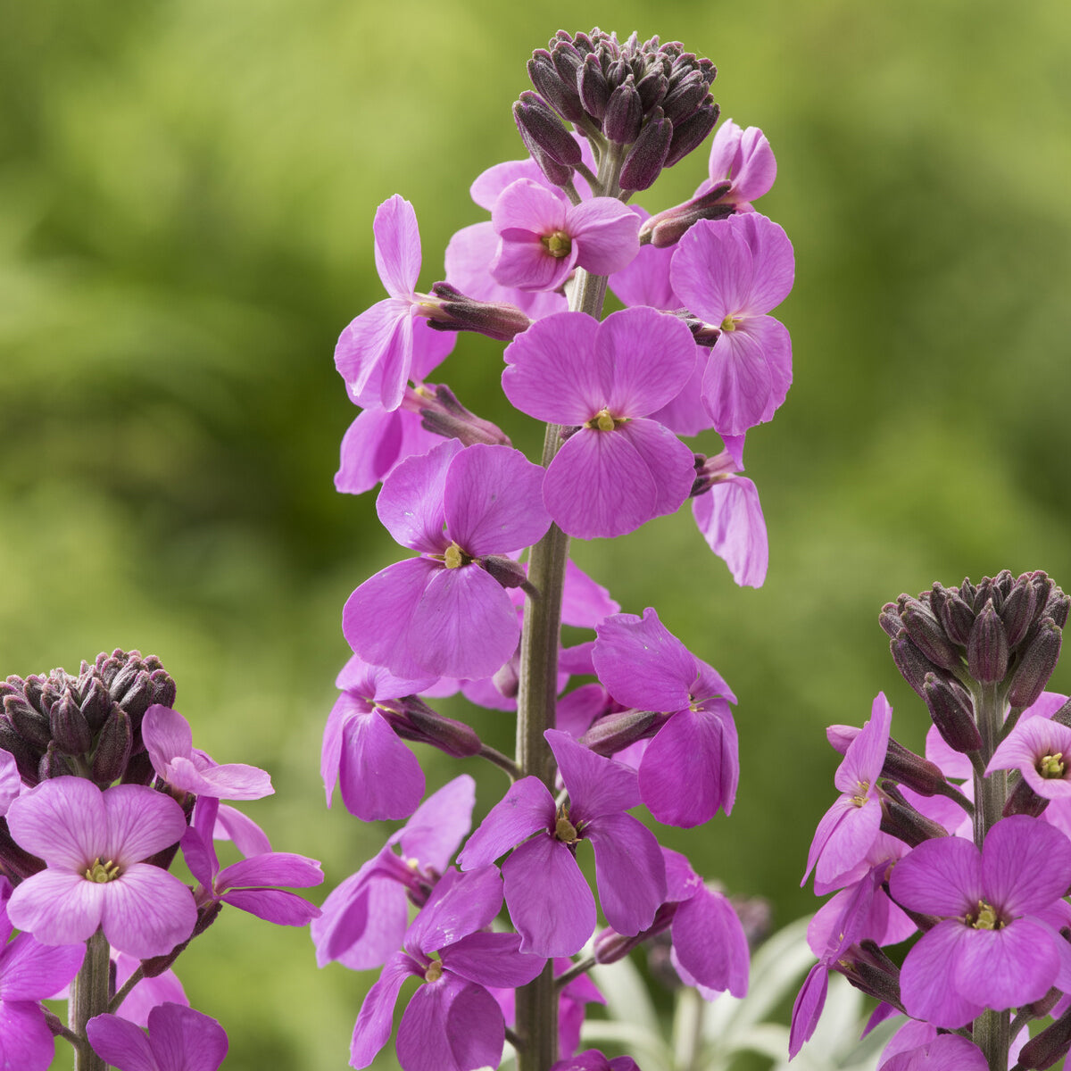 Verkoop Muurbloem 'Bowles Mauve' - Erysimum linifolium Bowles Mauve