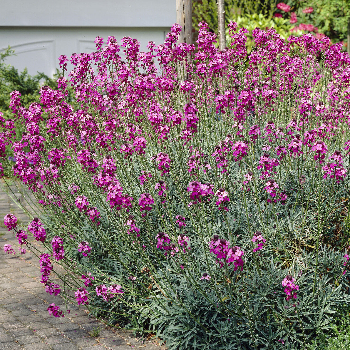 Muurbloem 'Bowles Mauve' - Bakker