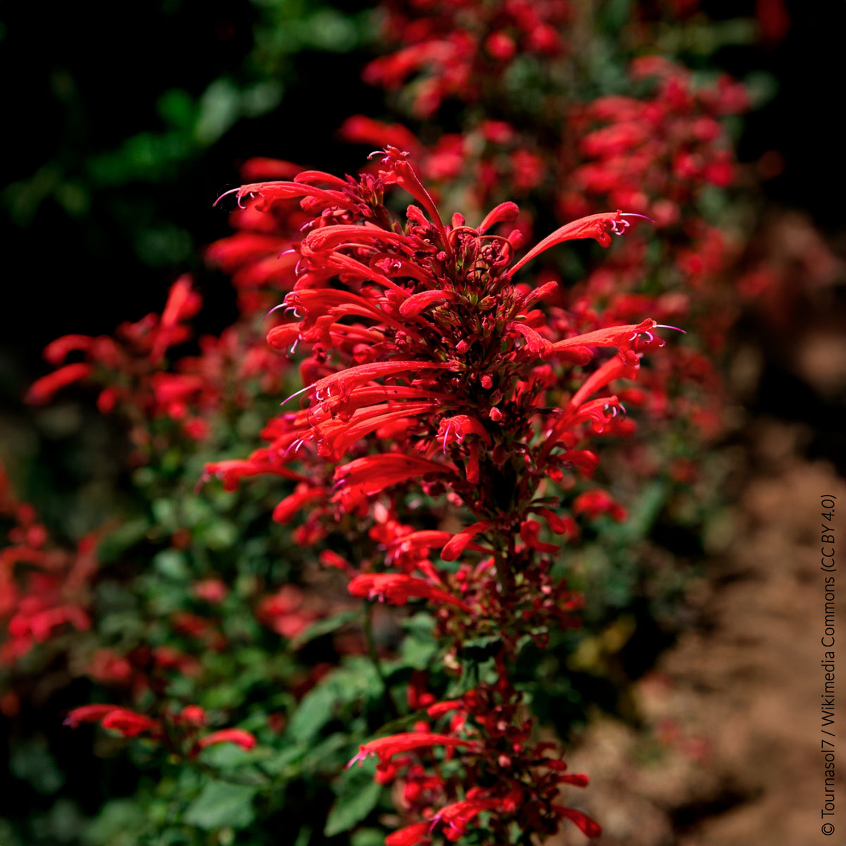 Dropplant Kudos Red - Bakker