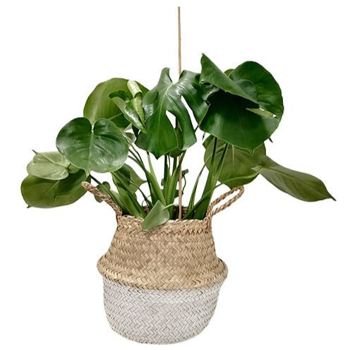 Belly Basket blanc - Bakker