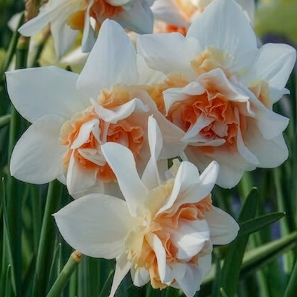 Dubbele Narcissen 'Replete' (x10) - Narcissus replete - Bakker