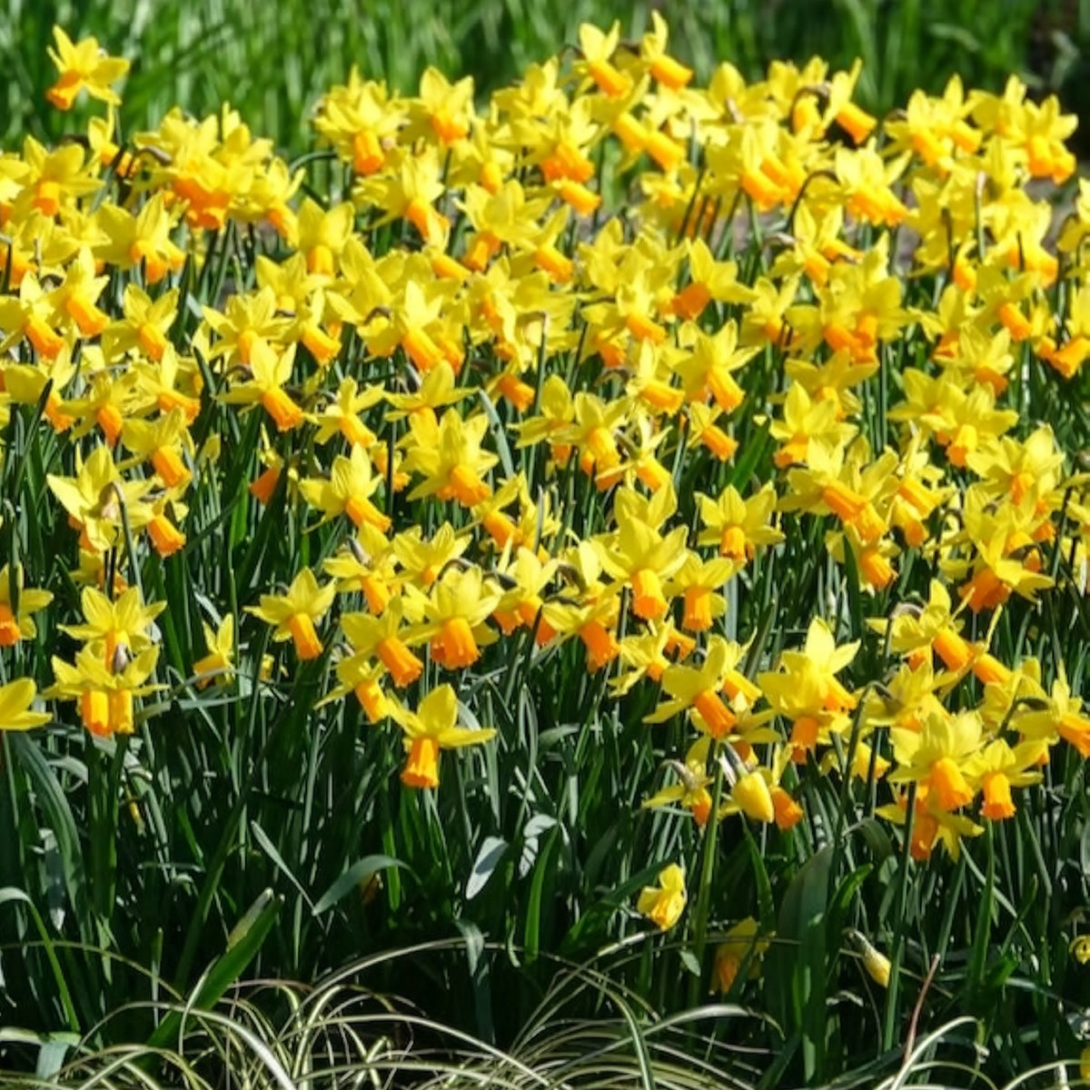 Verkoop Narcis Jet Fire (x5) - Narcissen