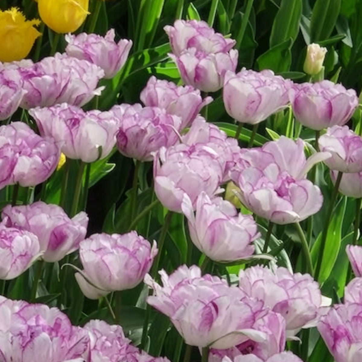 Tulipa Shirley Double - Pioentulpen 'Shirley Double' (x5) - Tulpen