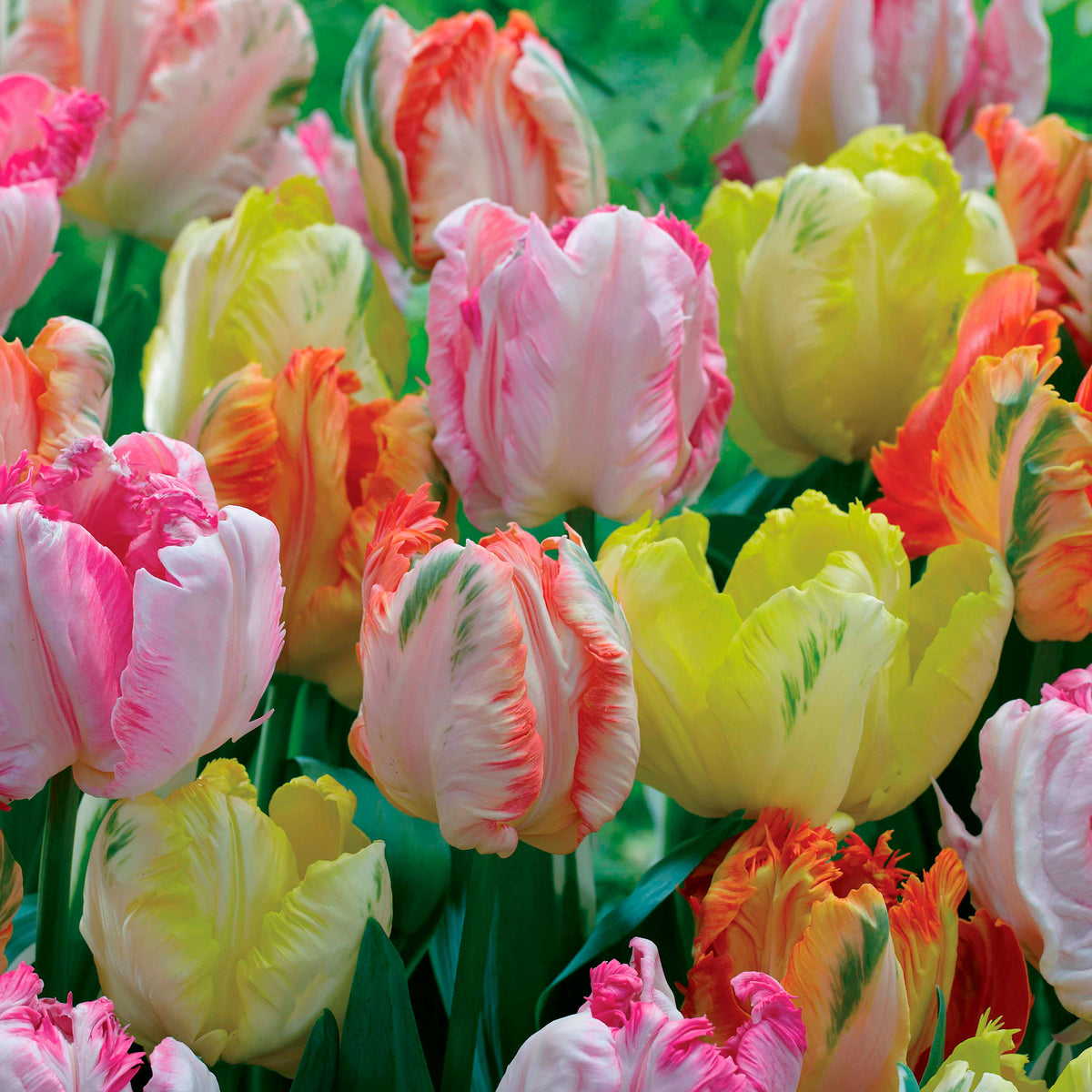 Parkiet Tulpen pastel gemengd (x18)