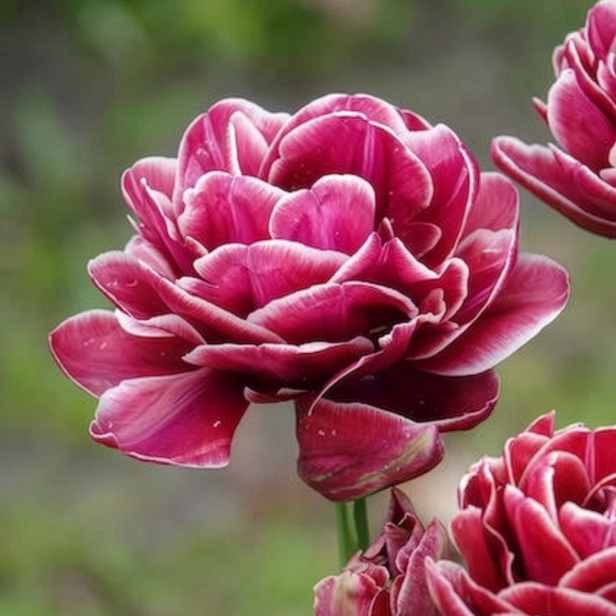 Tulpen - Dubbelbloemige tulp 'Dream Touch' (x7) - Tulipa Dream Touch