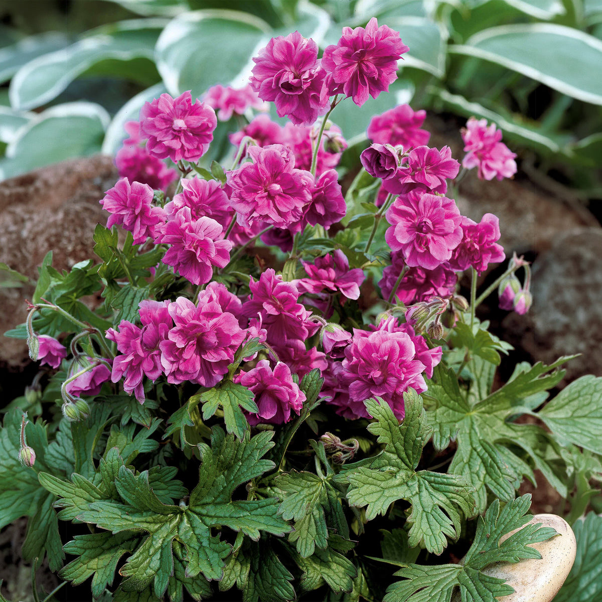 Geranium Mix - roze + blauw + wit (x3)