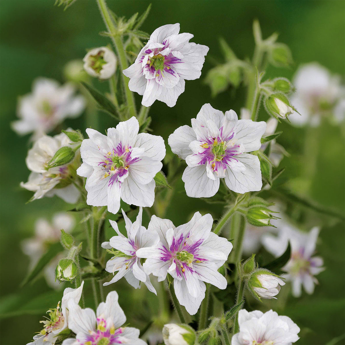 Geranium Mix - roze + blauw + wit (x3)