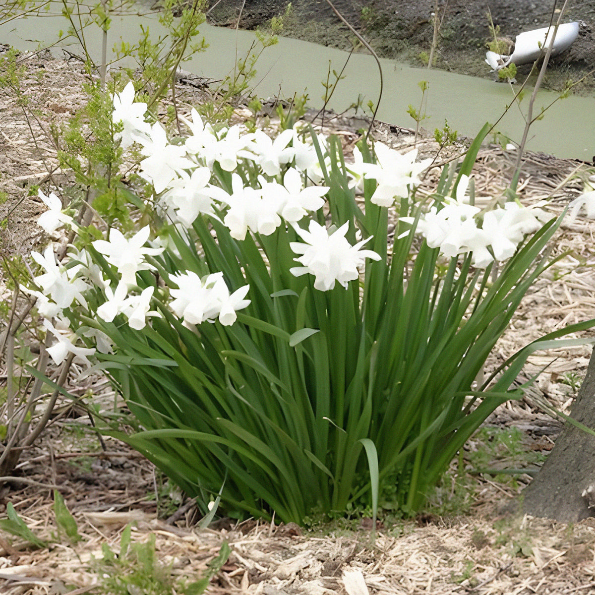 Narcissus triandrus Thalia - Narcis 'Thalia' (x7) - Narcissen