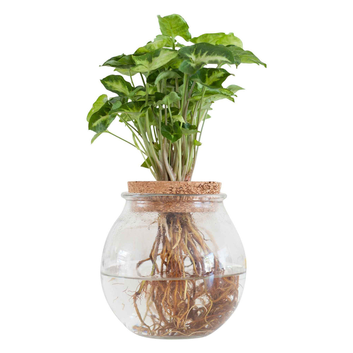 Syngonium in Bolglas - Hydroponie