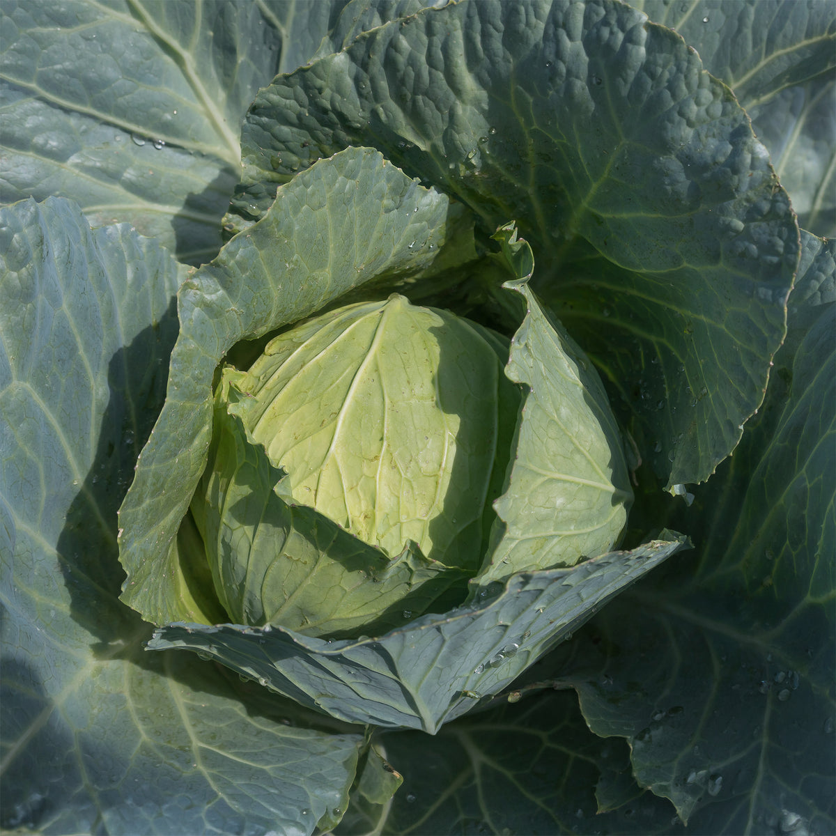 Witte kool Roem van Enkhuizen Bio - Brassica oleracea capitata roem van enkhuizen 3 - Bakker