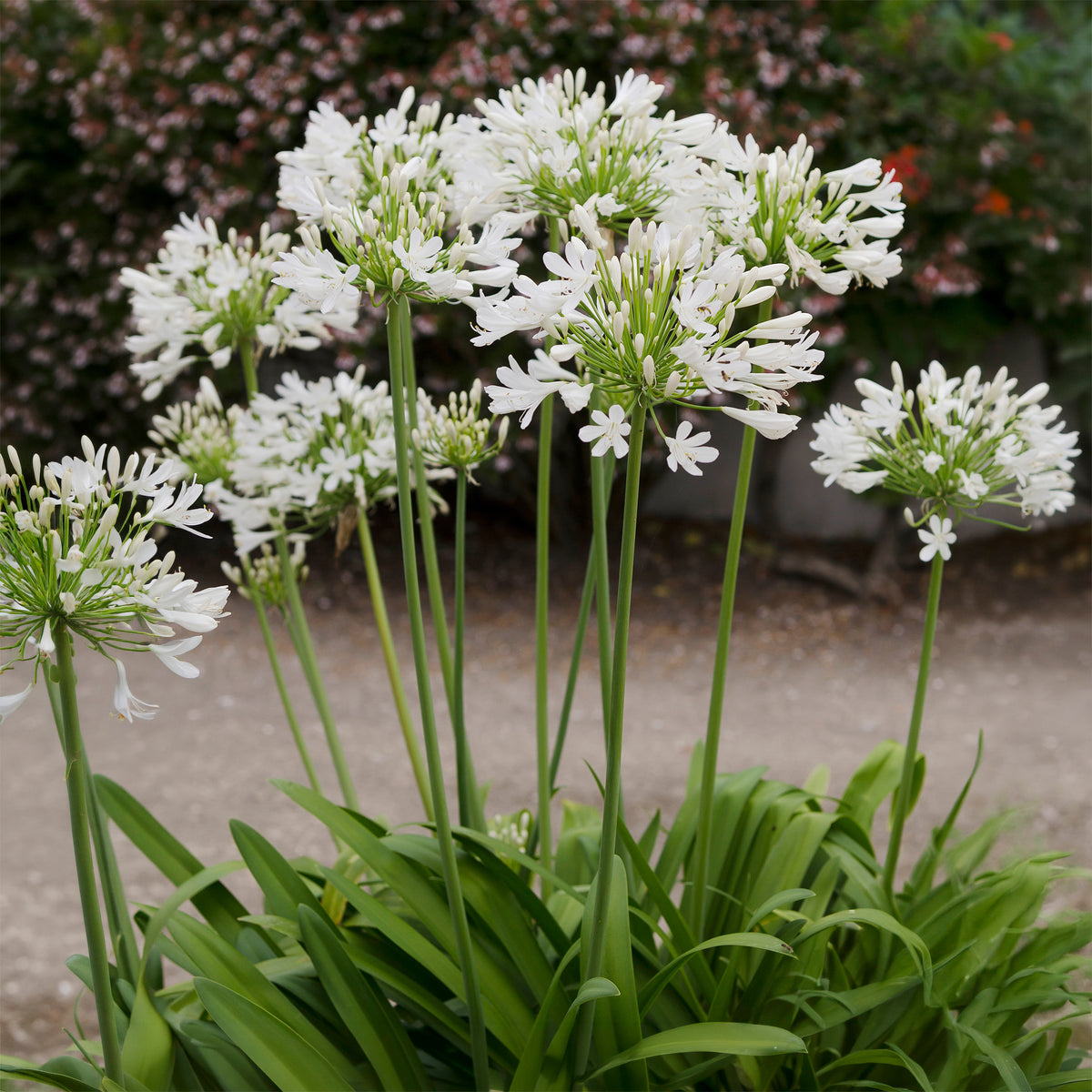 Afrikaanse lelie 'Albus'