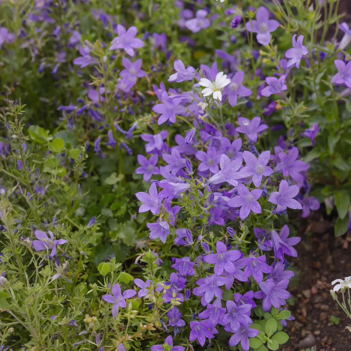 Verkoop Campanula portenschlagiana - Muurtklokje