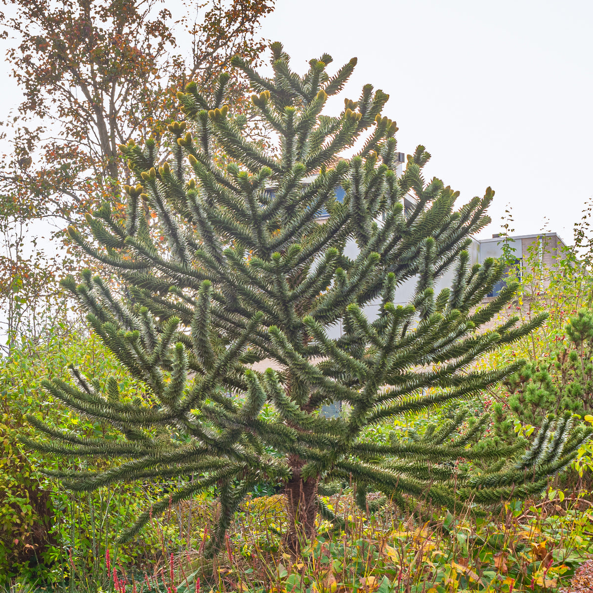 Apenboom - Bakker