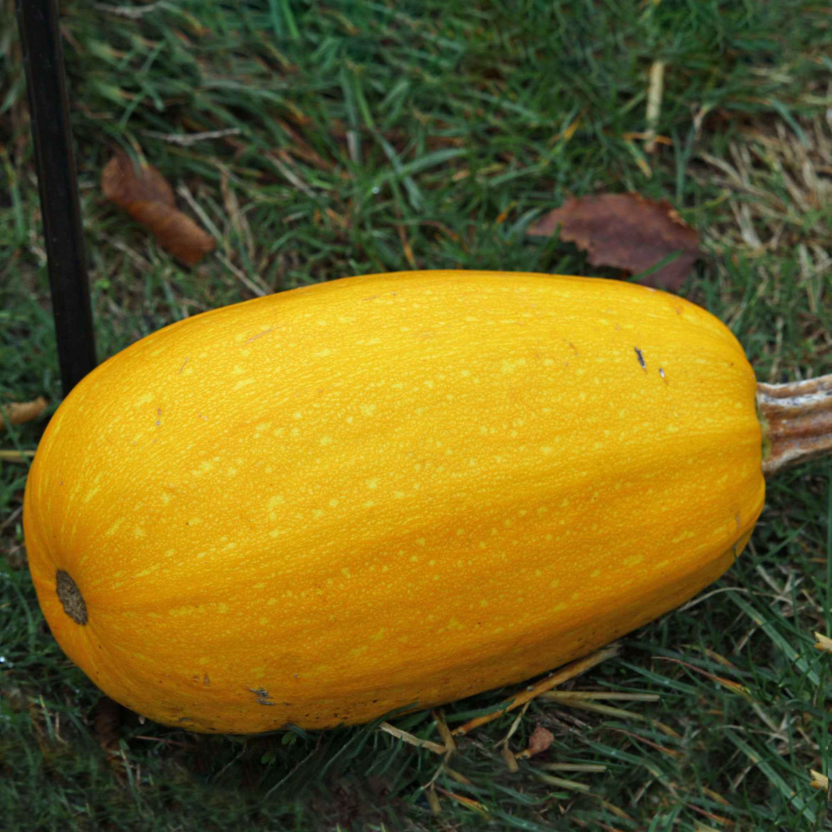 Pompoen 'Vegetable Spaghetti' - Cucurbita pepo spaghetti végétal - Bakker